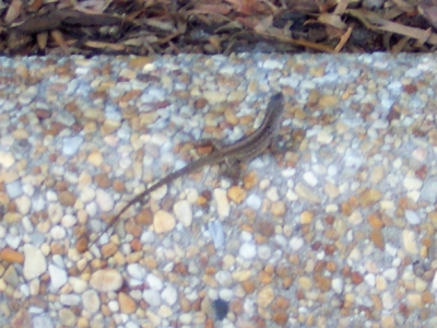 Lizard
