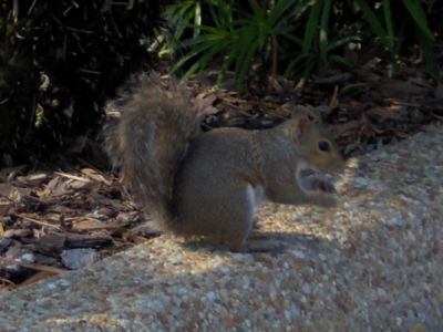 Squirrel
