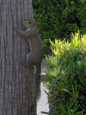 Squirrel